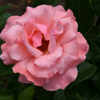 Rosa 'Queen Elisabeth'