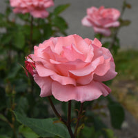 Rosa 'Queen Elisabeth'