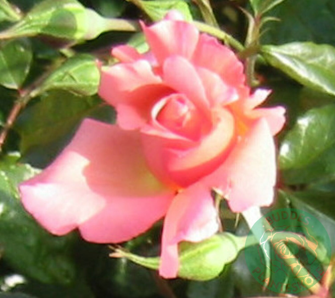 Rosa ROSENRESLI