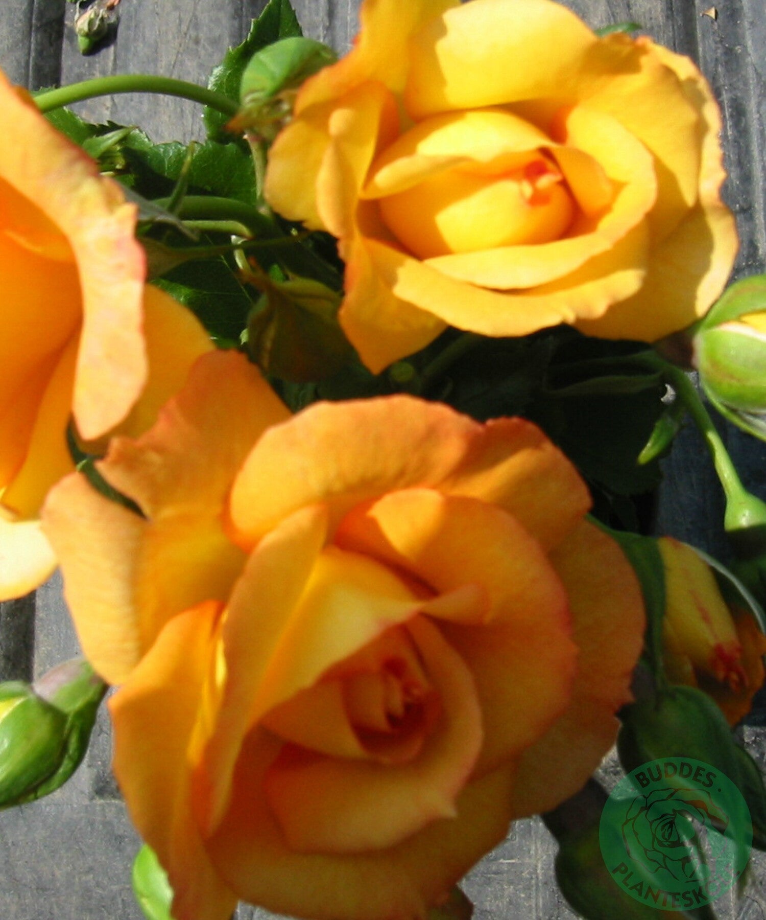 Rosa SAHARA