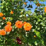 Rosa SAHARA