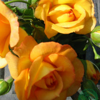 Rosa SAHARA