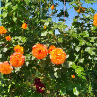 Rosa SAHARA