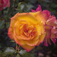 Rosa SAHARA