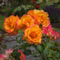 Rosa SAHARA