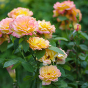 Rosa SAHARA