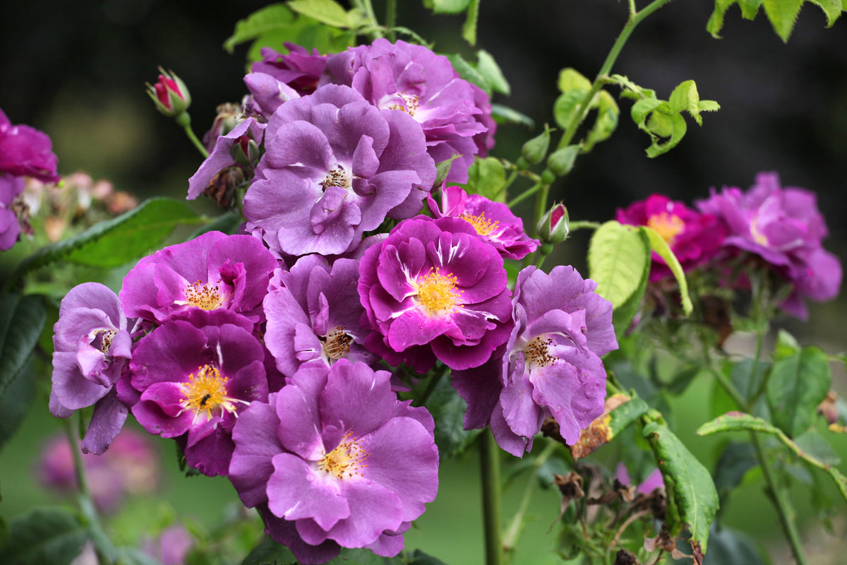 Rosa RHAPSODY IN BLUE