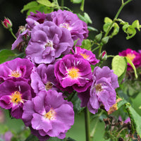 Rosa RHAPSODY IN BLUE