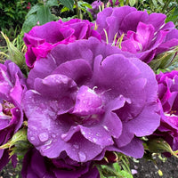 Rosa RHAPSODY IN BLUE