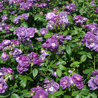 Rosa RHAPSODY IN BLUE