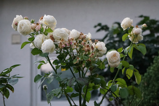 Rosa UETERSENER KLOSTERROSE