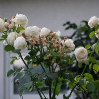Rosa UETERSENER KLOSTERROSE