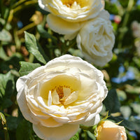 Rosa UETERSENER KLOSTERROSE