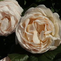 Rosa UETERSENER KLOSTERROSE