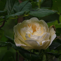 Rosa UETERSENER KLOSTERROSE