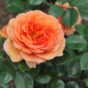 Rosa ZUMBA