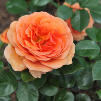 Rosa ZUMBA