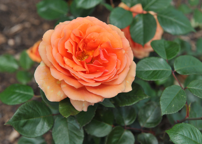 Rosa ZUMBA