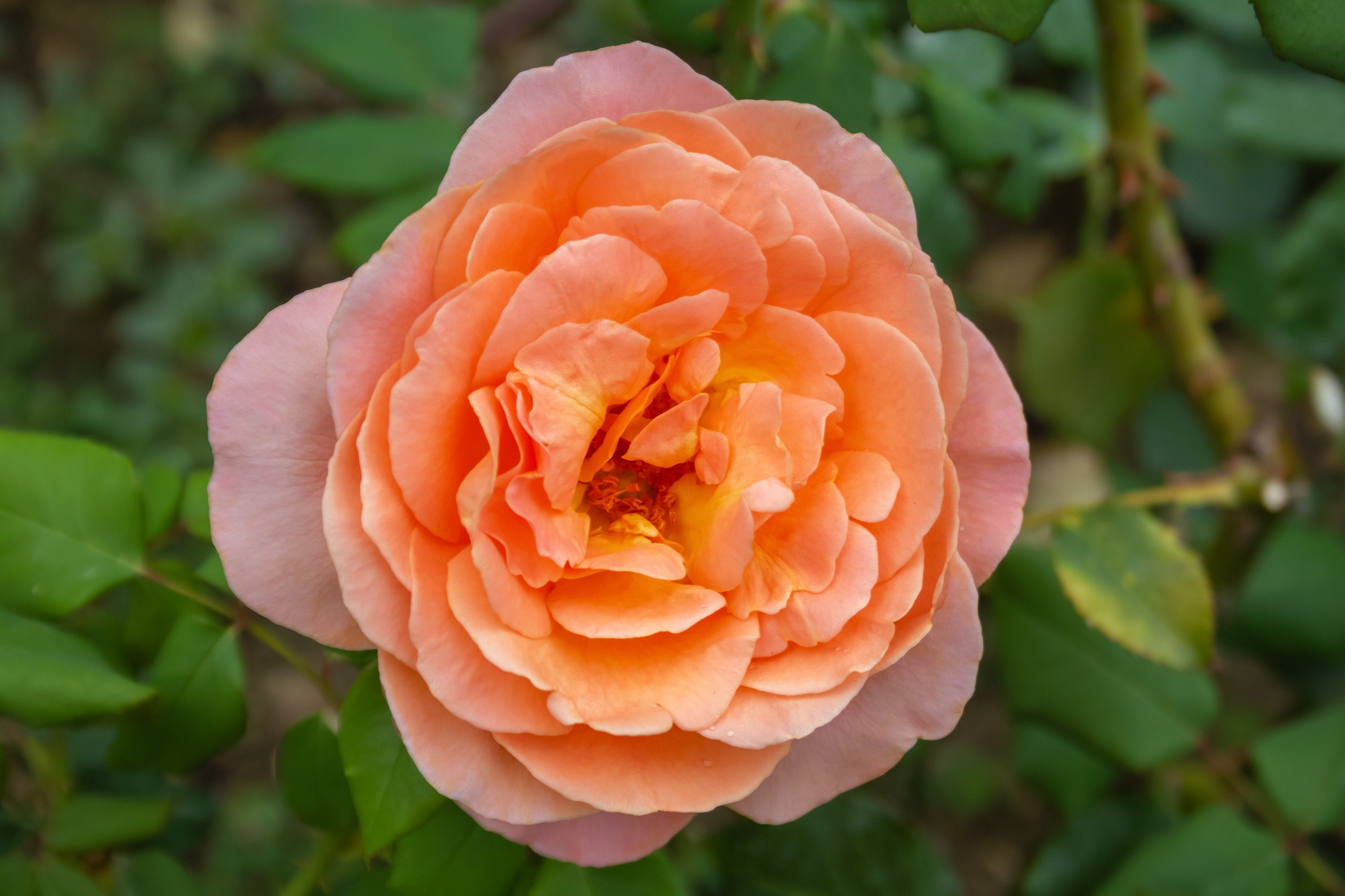 Rosa ZUMBA