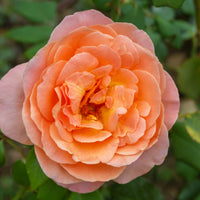 Rosa ZUMBA
