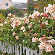 Rosa 'Albertine'