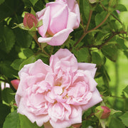 Rosa 'Albertine'