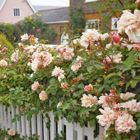 Rosa 'Albertine'