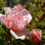 Rosa 'Albertine'