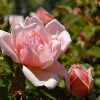 Rosa 'Albertine'