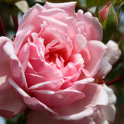 Rosa 'Albertine'