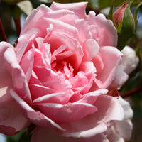 Rosa 'Albertine'