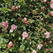 Rosa 'Albertine'