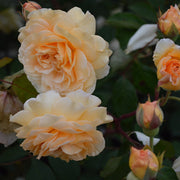 Rosa 'Buff Beauty'