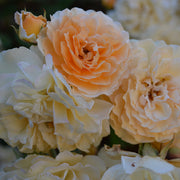 Rosa 'Buff Beauty'