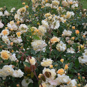 Rosa 'Buff Beauty'