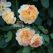 Rosa 'Buff Beauty'