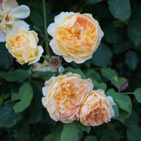 Rosa 'Buff Beauty'