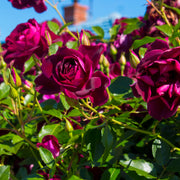 Rosa 'Burgundy Iceberg'