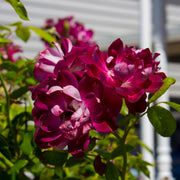 Rosa 'Burgundy Iceberg'