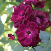 Rosa 'Burgundy Iceberg'