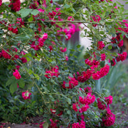 Rosa 'Burgundy Iceberg'