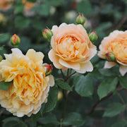 Rosa GOLDEN CELEBRATION