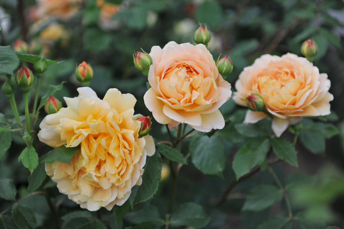 Rosa GOLDEN CELEBRATION