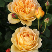 Rosa GOLDEN CELEBRATION