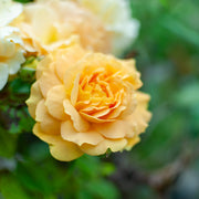 Rosa GOLDEN CELEBRATION