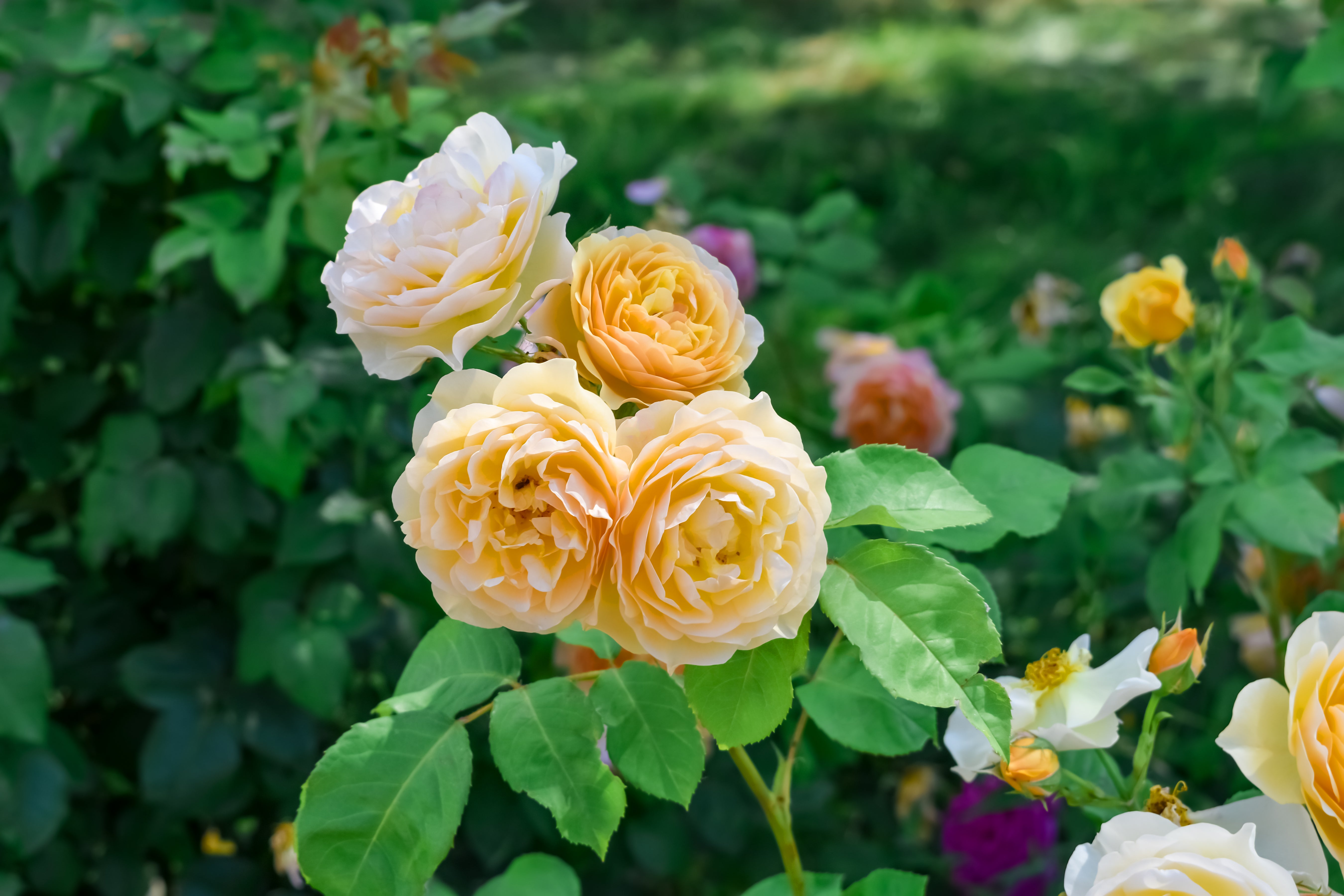 Rosa GOLDEN CELEBRATION