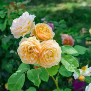 Rosa GOLDEN CELEBRATION