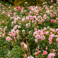 Rosa BONICA