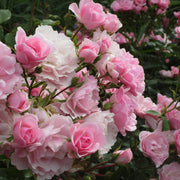 Rosa BONICA