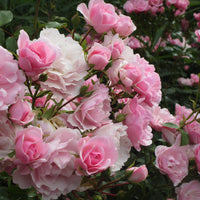 Rosa BONICA